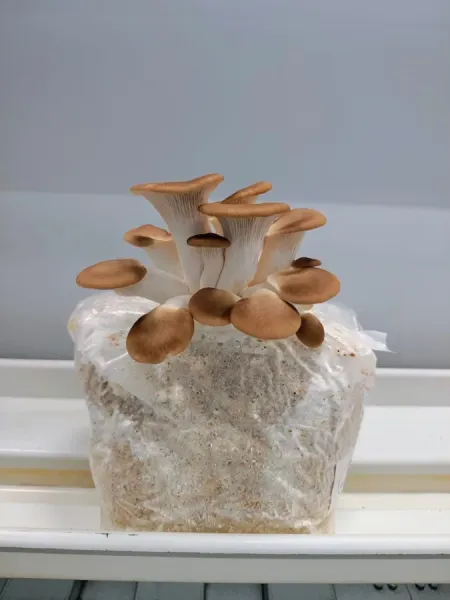 Modula Biotech Tower